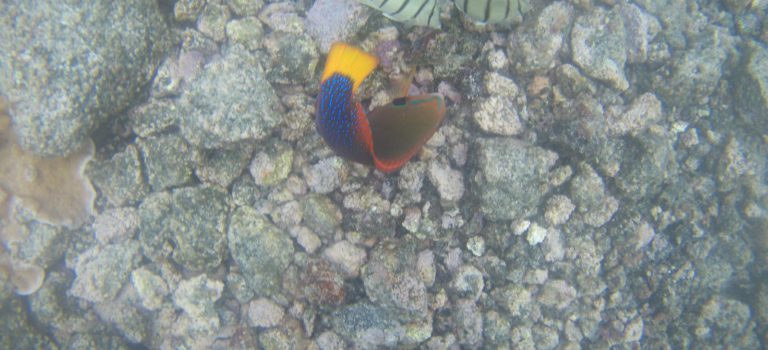 Kapoho Tide Pools