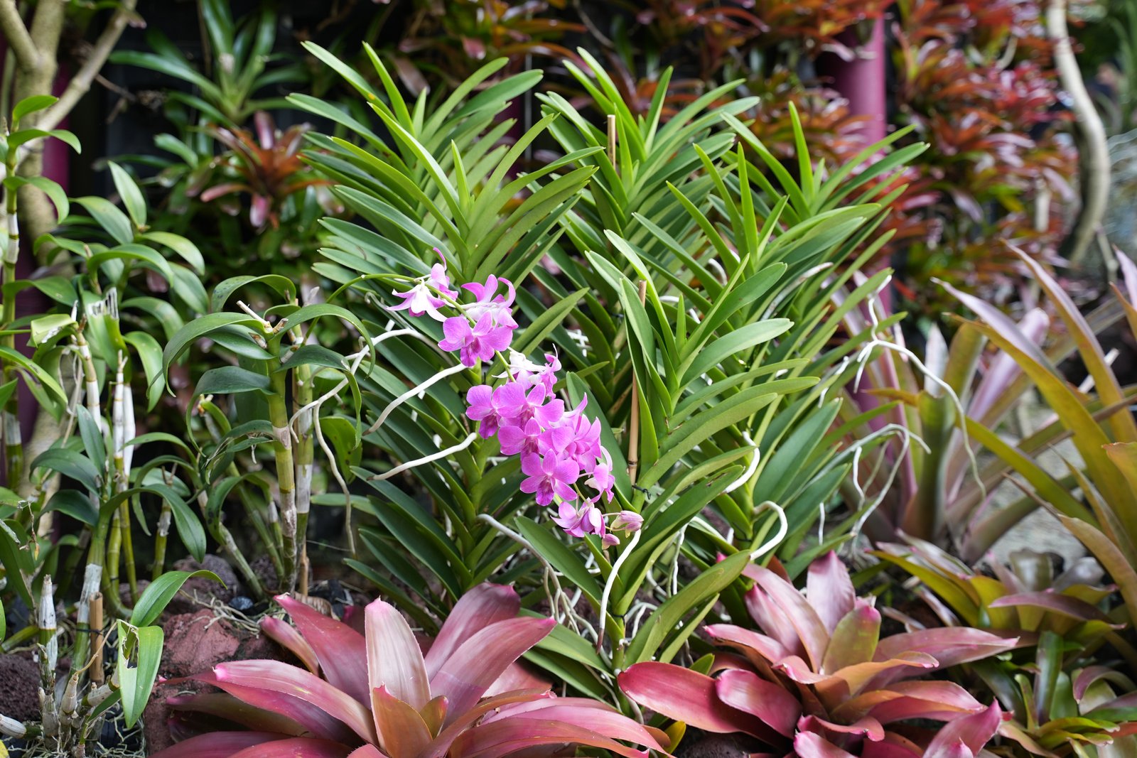 Orchideen am Fuß der Supertrees