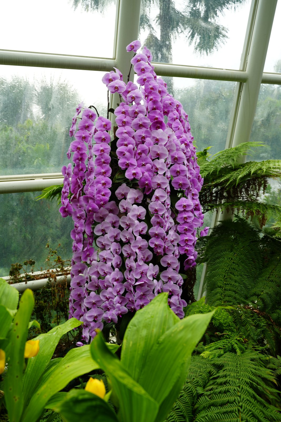 Orchideen in allen Farben