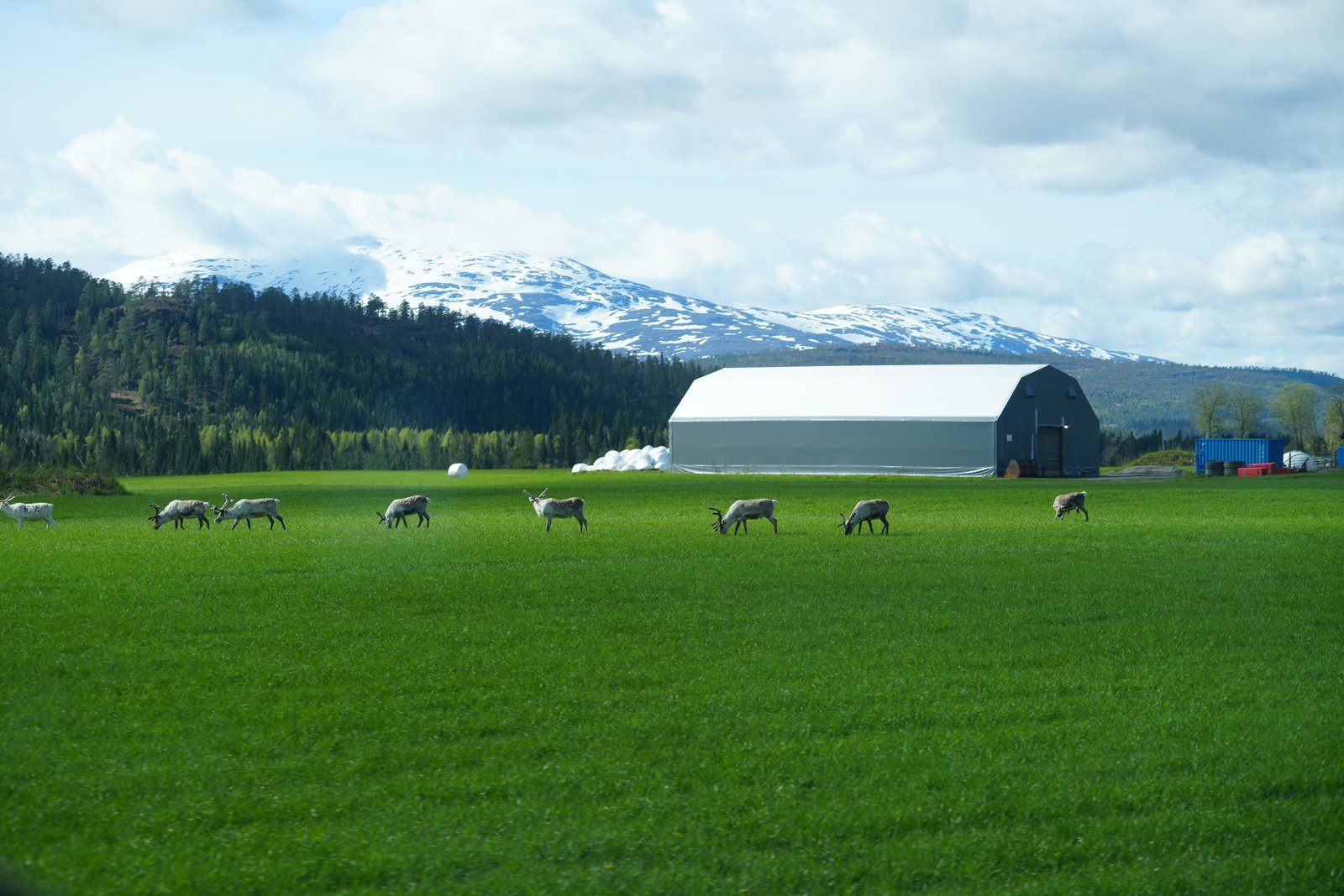 Schafe und Schneeberge