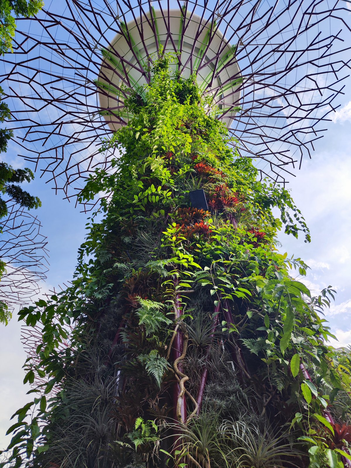 Von unten in den Supertree geschaut
