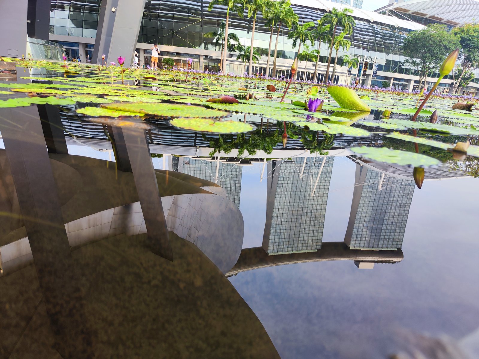 Seerosen vor dem Marina Bay Sands