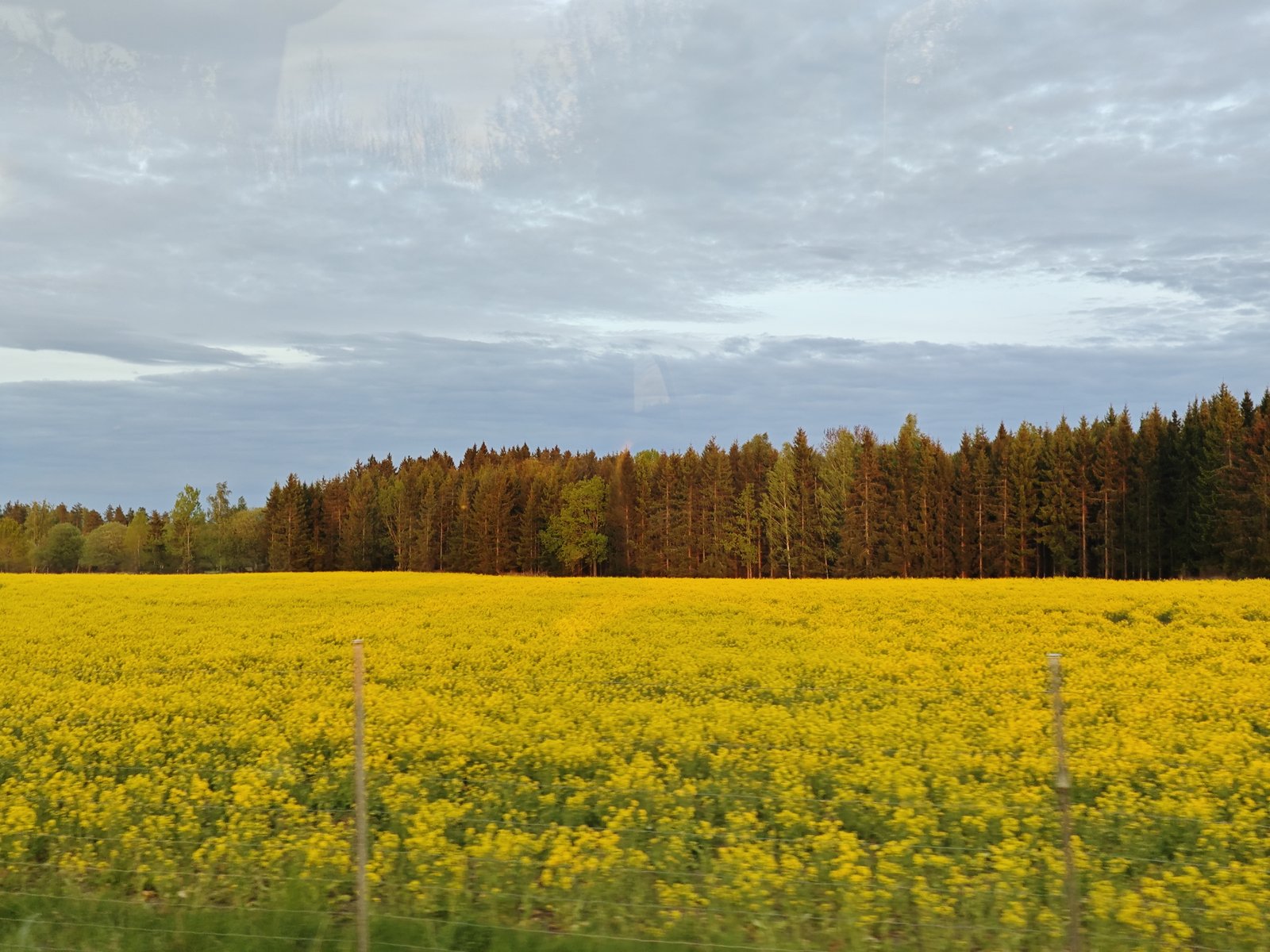 Rapsfelder in Schweden