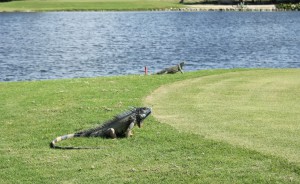 Golfplatz auf Grand Cayman